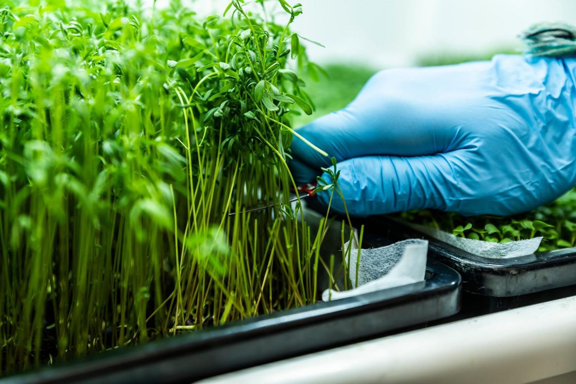 Prague Marriott Hotel Ngoại thất bức ảnh Wheatgrass being harvested